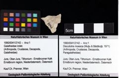 Foto (Objket + Etiketten) von Discutiolira moesica (Muţiu & Bădăluţă, 1971) 